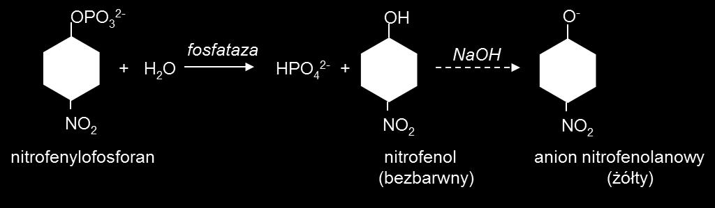 Rys.13. Reakcja chemiczna z udziałem fosfatazy kwaśnej Ilośd produktu reakcji można określid na podstawie pomiaru spektrofotometrycznego.