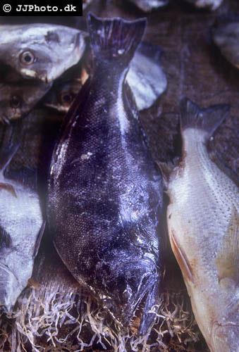 Analiza zgłoszeń nowych oznaczeń handlowych wskazuje, że proponujące je firmy importujące ryby koncentrują się wokół zagadnienia jak najbardziej zbliżyć proponowane dla nowego gatunku oznaczenie
