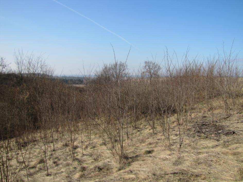 Powierzchnia przeznaczona do odtwarzania LASKI II (działka ewidencyjna nr. 635/38, gmina Górzyca, woj.
