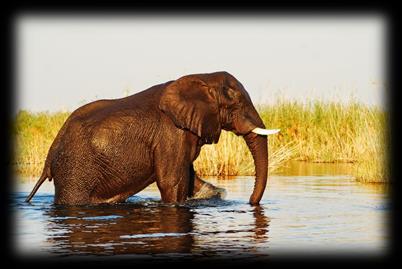 Dzień 4 16-08-2017 Czas Podróży 3h Dystans: 247km Kavango Kongola (Caprivi) Dziejszy odcinek nie jest za dlugi i powinniśmy byc na miejscu wczesnym popołudniem.