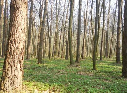 TRASY ROWEROWE 38,2 km REZERWATY SKULSKIE DĘBY I SKULSKI LAS Rezerwt Skulski Ls kiej odległości od skrzyżowni, mógłbyś zobczyć z zewnątrz Płc w Ojrznowie.
