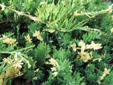 juniperus