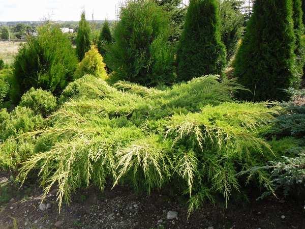 Juniperus x