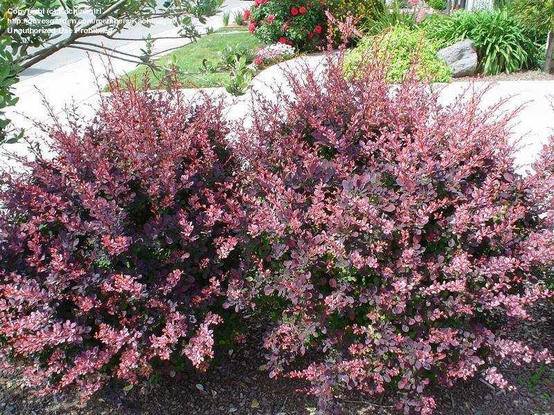 Berberis