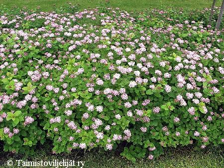 Spiraea