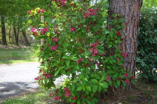 weigela