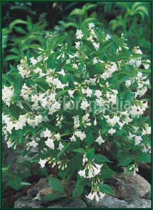 weigela