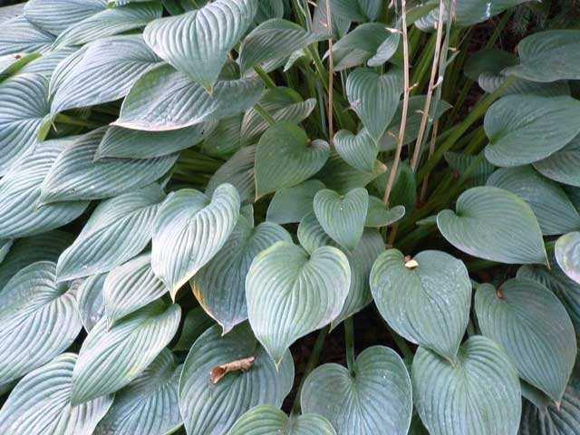 hosta