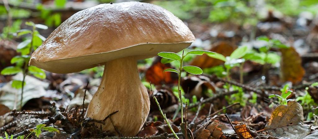 6 PUSZCZA BIAŁOWIESKA i BIAŁOWIEŻA Grzyby