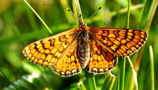 Przegląd Przyrodniczy XXII, 1 (2011) Fot. 4. Przeplatka aurinia Euphydryas aurinia, Golina, 20.05.2009. Fot. S. Mielczarek no kilkadziesiąt nowych stanowisk.