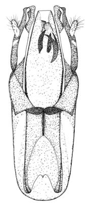 3 aedeagus, widok od strony spodniej; 4 wierzchołkowa część segmentu genitalnego samca, widok boczny; 5 wierzchołkowa część segmentu genitalnego samca, widok