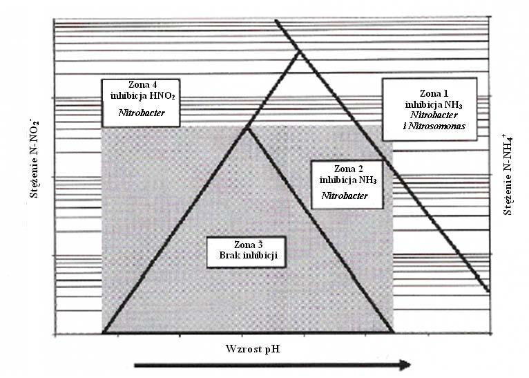 Zmiany stężeń NH 3 oraz HNO 2 wraz ze zmianą ph powodują inhibicję procesu. Aktywność Nitrosomonas sp. obniża wysokie stężenia amoniaku (1-15 mg NH 3 -N/l), a bakterie rodzaju Nitrobacter sp.