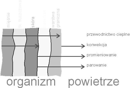 organizmie człowieka.