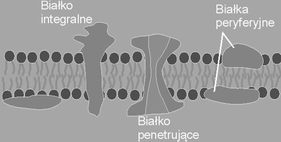 File:Cell membrane detailed