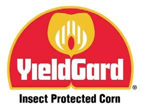 Wprowadzenie Mieszańce kukurydzy YieldGard zawierają białko owadobójcze pochodzące z bakterii glebowej Bacillus thuringiensis (Bt.