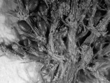 Chara polyacantha A. Braun collected from Lake Skorzęcińskie.