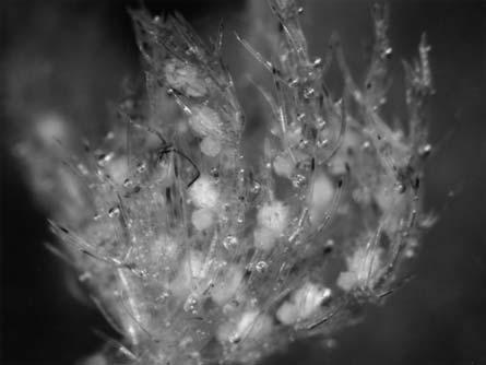 Chara tenuispina A. Braun collected from small water reservoirs situated around Lake Czarne.
