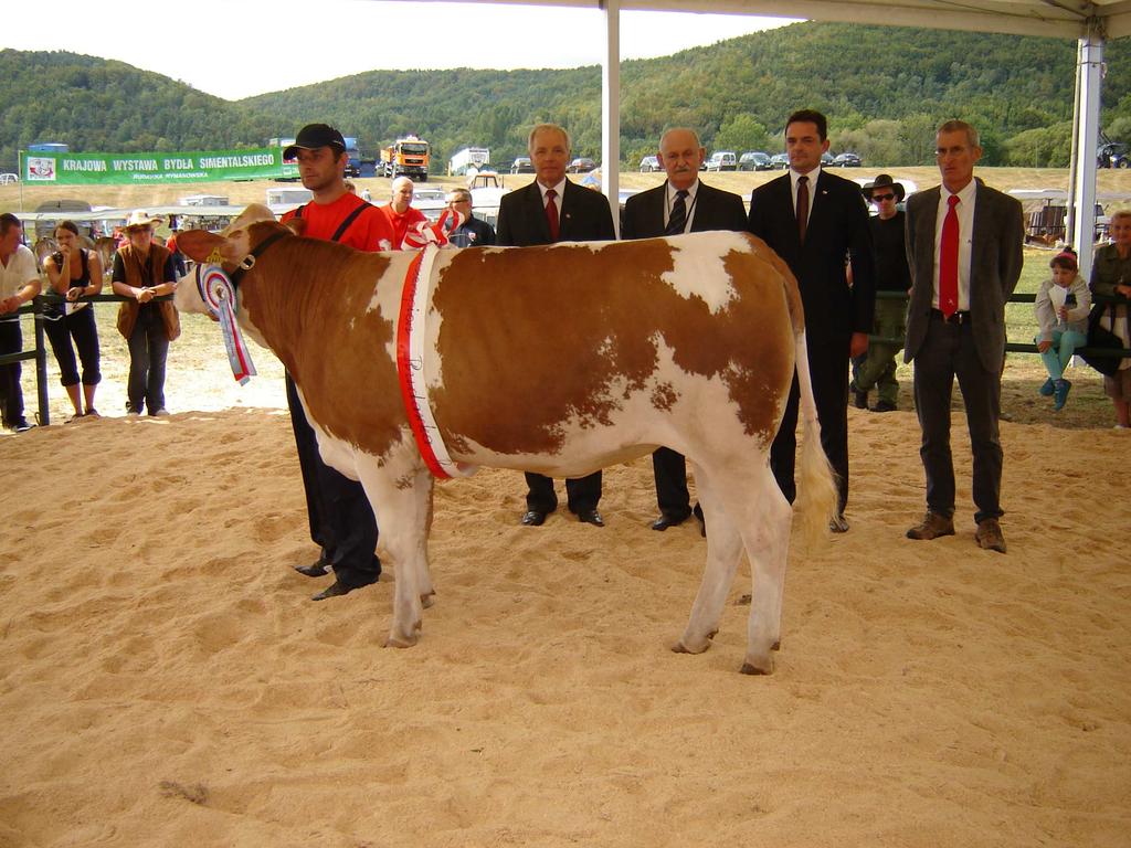 Jałówka SULEIKA super