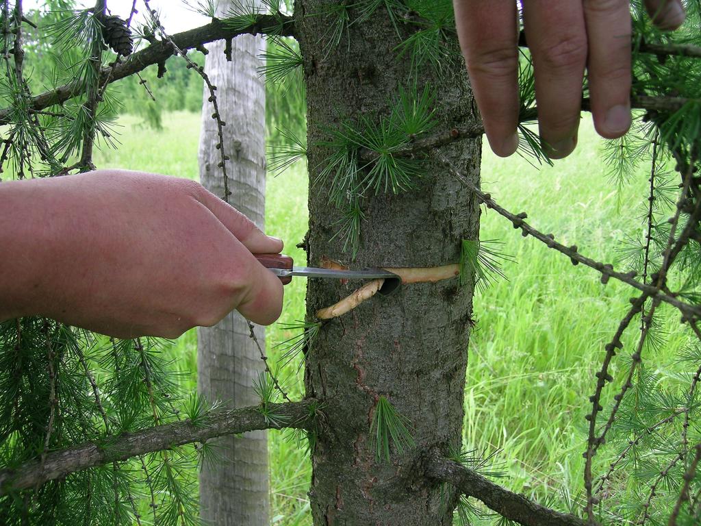 Rysunek 2: Obrączkowanie szczepu modrzewia europejskiego (Nadl. Syców)(fot. P. Markiewicz).