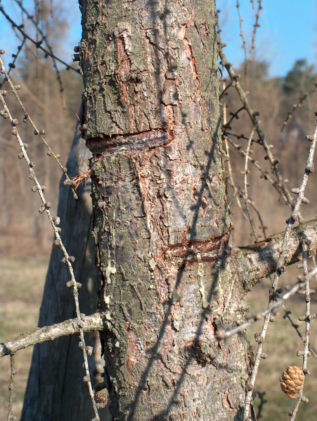być stosowane głównie na drzewach przeznaczonych do usunięcia w najbliższym cięciu rozluźniającym na plantacji, w zależności od gatunku na 2-3 lata przed ich wycięciem, dzięki czemu zwiększoną w
