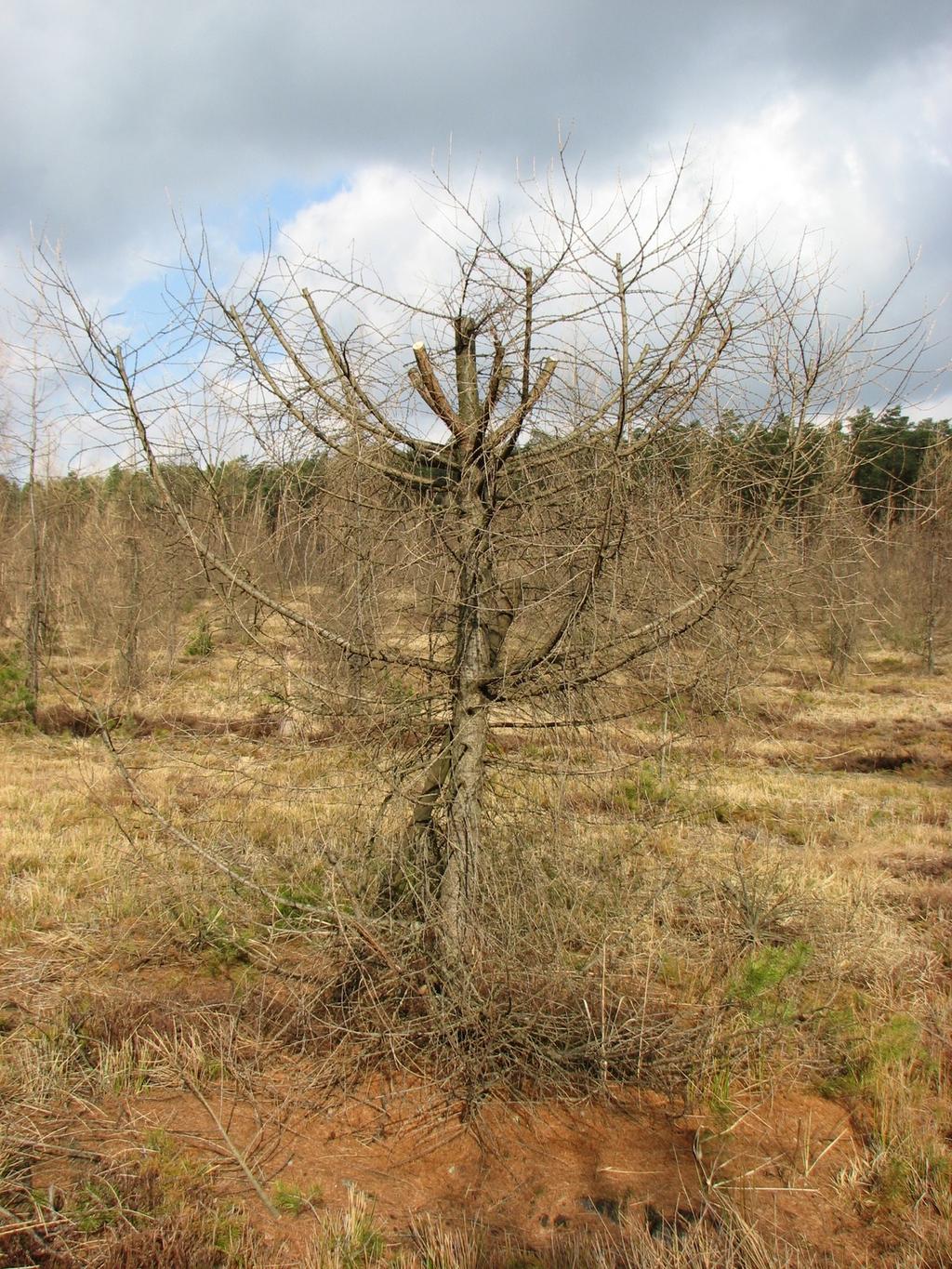 Rysunek 4: Szczep modrzewia europejskiego po powtórnym ogłowieniu (Nadl. Barycz) - (fot. P. Markiewicz). Rysunek 5: Przycinany szczep sosny zwyczajnej (Nadl.