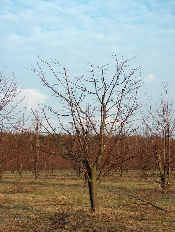 korzyść obrzeża korony. Gałęzie rosnące pionowo należy usunąć, pozostawiając gałęzie rosnące poziomo, na boki (Foto 5).
