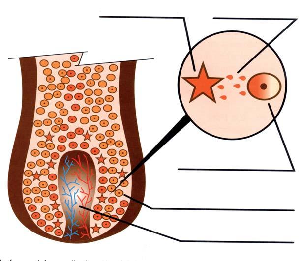 W taki sposób utworzona melanina jest zawarta w ziarnie, melanosomie, gdzie może występować w formie eumelaniny (pigment czarny), feomelaniny (pigment czerwony/żółty) lub kombinacji obu typów melanin.