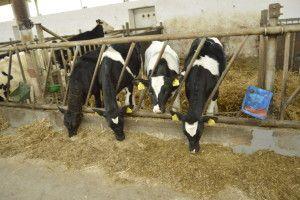 .pl https://www..pl Najbezpieczniejsza dawka dla krów mlecznych to 100 150 g mocznika na dobę Białko w dawce jest najczęściej uzupełniane śrutą poekstrakcyjną sojową i rzepakową.