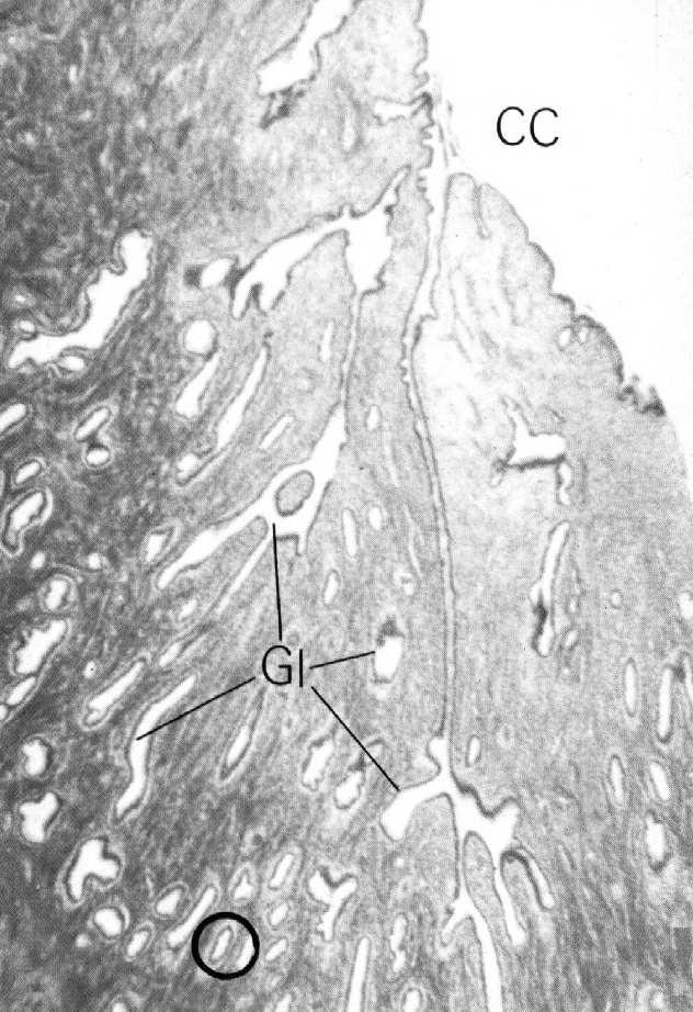 Endometrium w. czynnościowa w.