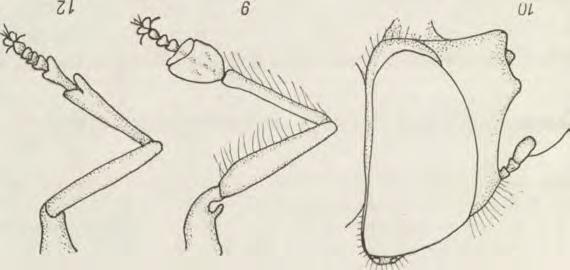 11) oraz jasnym ubarwieniem nóg. Przednie golenie i stopy samców są minimalnie zgrubiałe (rys. 12). Y Rys. 9-12. Platycheirus tarsalis: 9 przednia noga samca, 10 głowa samca; P.