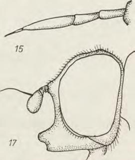 Callicera aenea: 15 czułek z boku, 16 skrzydło; Sphegina verecunda: 17 głowa samicy, 18 tylna noga samicy. Podrodzina Callicerinae Rodzaj Callicera P a n zer, 1806 165.