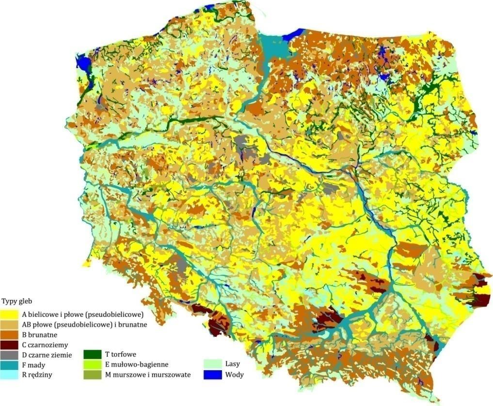 Główne typy