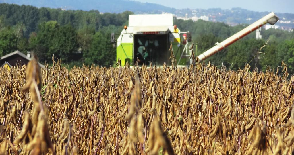CZAS NA SOJĘ Soja czeka na Polskę Światowe zbiory soi doszły już do 350 mln ton. Zbiory drugiego na tej liście rzepaku wynoszą około 65 mln ton. Niestety, na razie ponad 80 proc.
