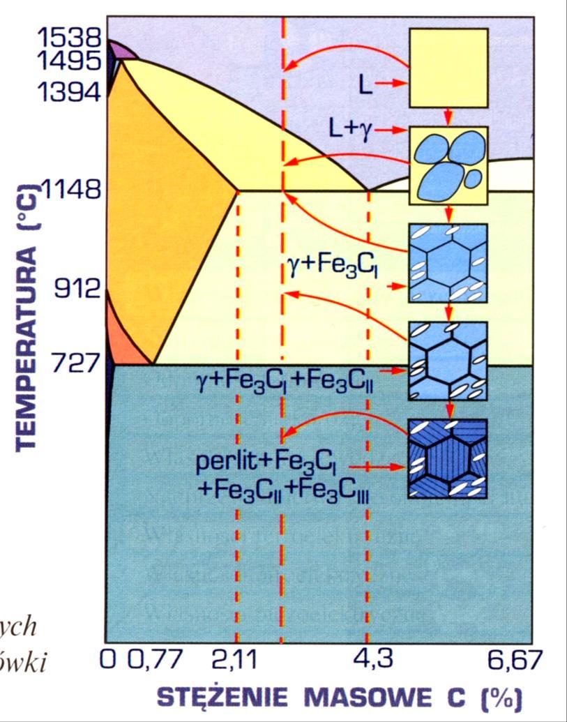 Chłodzenie surówki podeutektycznej Obniżenie temp. cieczy do linii BC powoduje wydzielanie kryształów austenitu. Skład cieczy L zmienia się do punktu C. Po osiągnięciu temp.