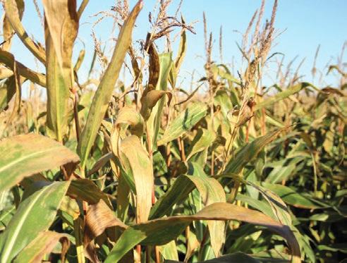 więcej niż pierwszy fungicyd w ochronie kukurydzy!