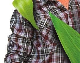 Retengo Plus możemy stosować zarówno w uprawie kukurydzy ziarnowej, jak i kiszonkowej.