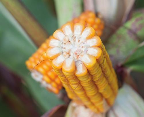 Tonacja FAO 220-230 wczesne wg wyników badań niemieckich bardzo dobra strawność całych roślin w uprawie na kiszonkę stabilność plonowania uniwersalność użytkowania bardzo wysoka odporność na