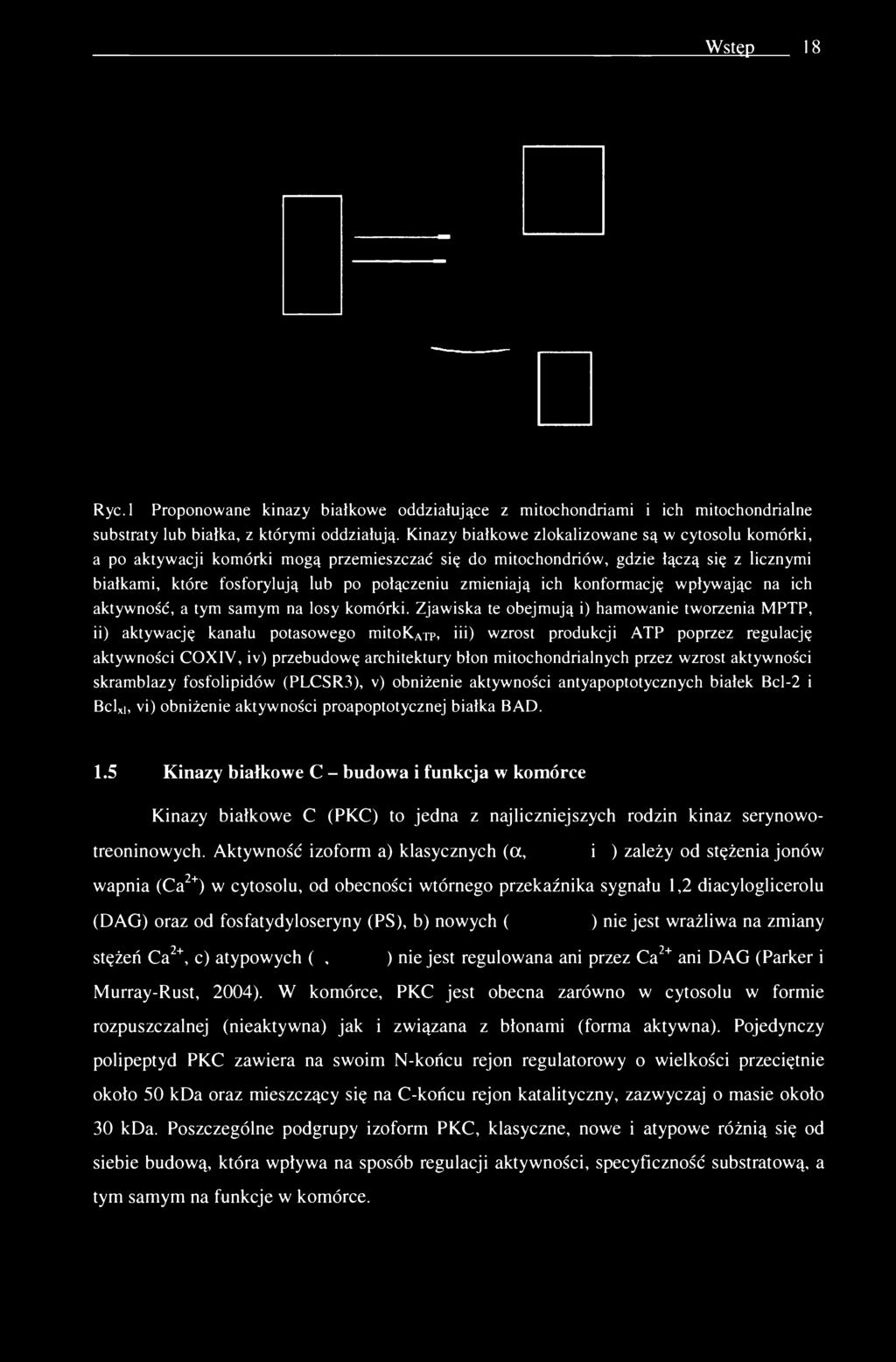 Wstęp 18 Ryc.l Proponowane kinazy białkowe oddziałujące z mitochondriami i ich mitochondrialne substraty lub białka, z którymi oddziałują.