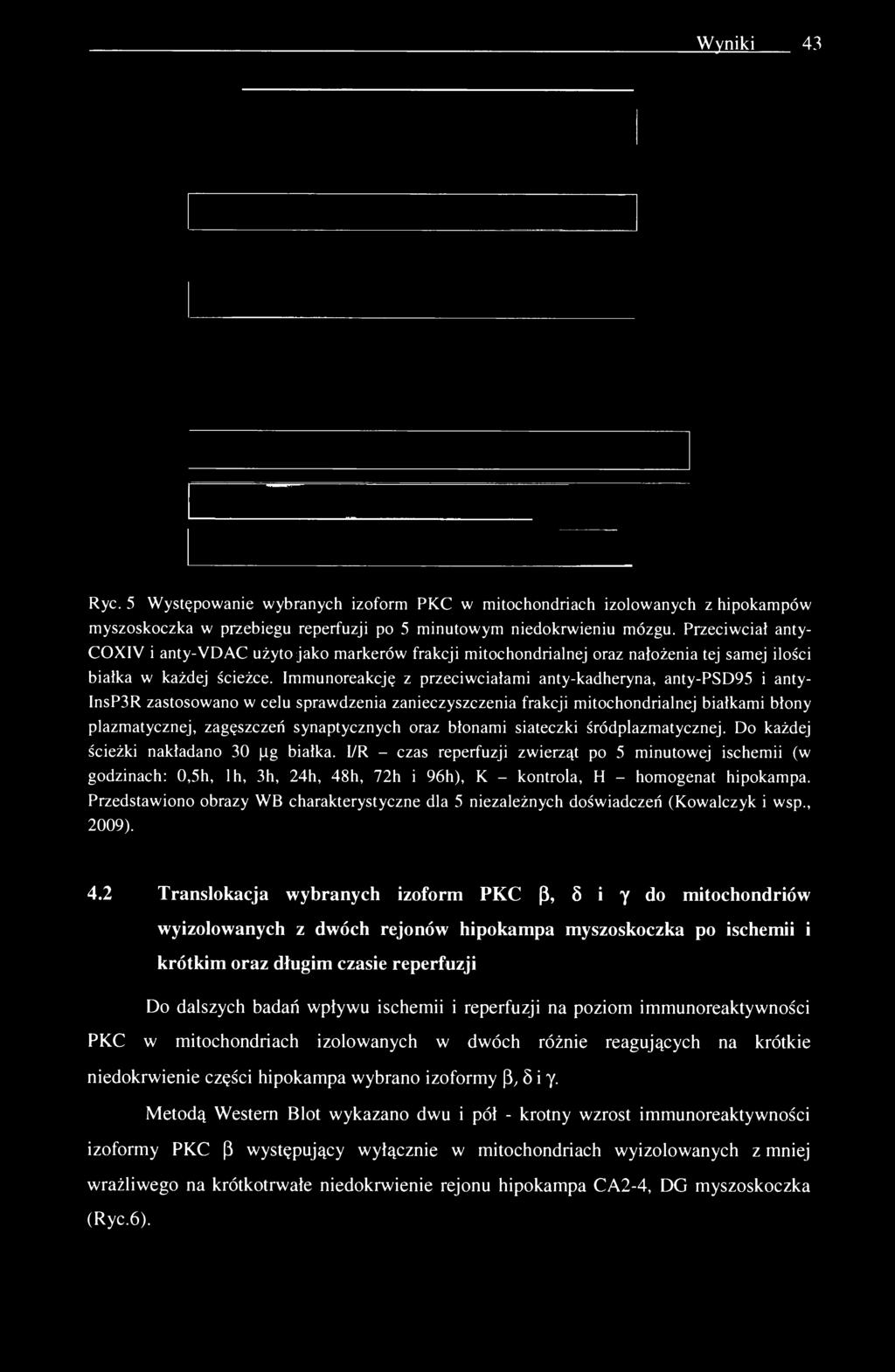 Immunoreakcję z przeciwciałami anty-kadheryna, anty-psd95 i anty- InsP3R zastosowano w celu sprawdzenia zanieczyszczenia frakcji mitochondrialnej białkami błony plazmatycznej, zagęszczeń