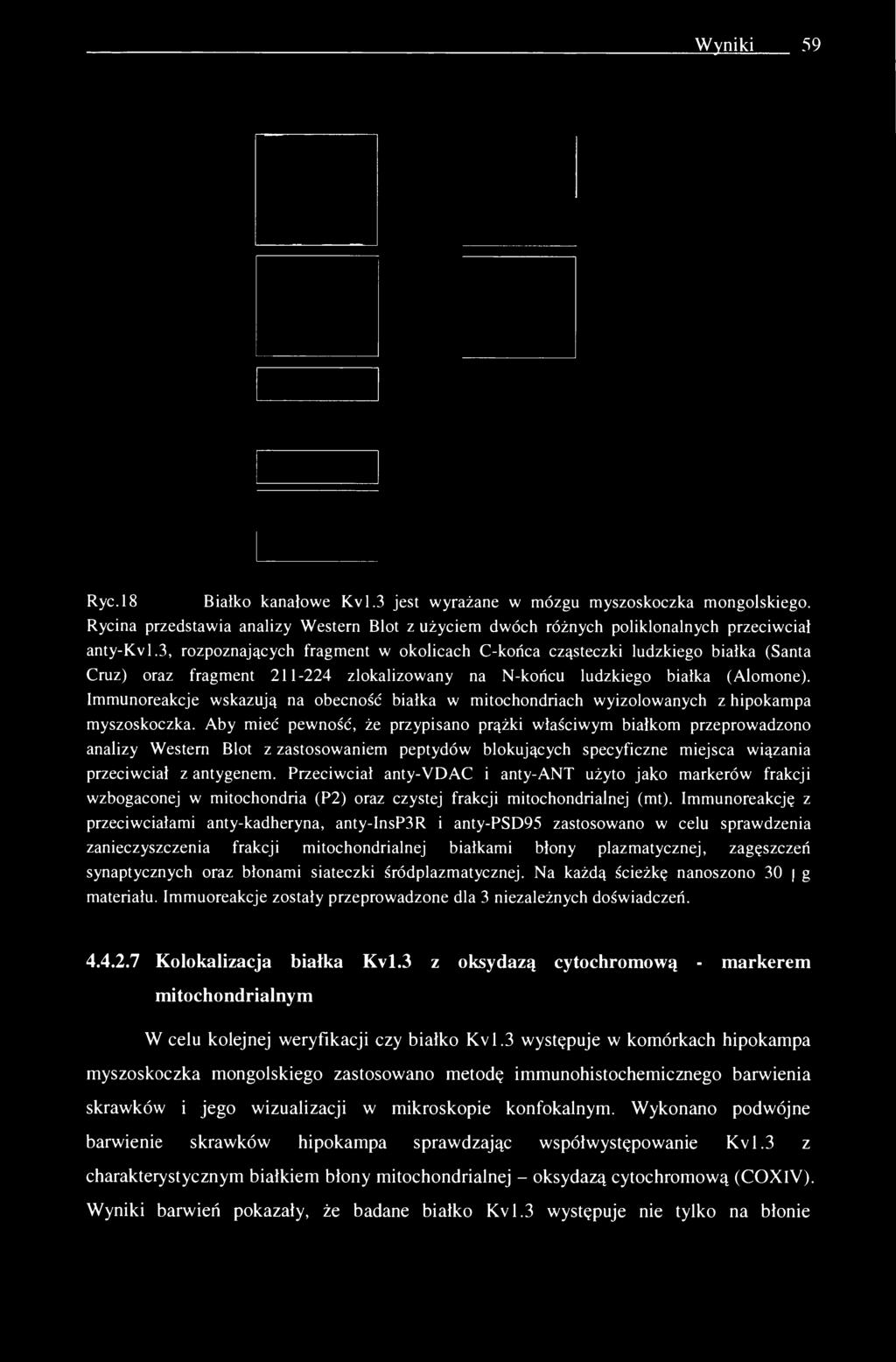 Immunoreakcje wskazują na obecność białka w mitochondriach wyizolowanych z hipokampa myszoskoczka.