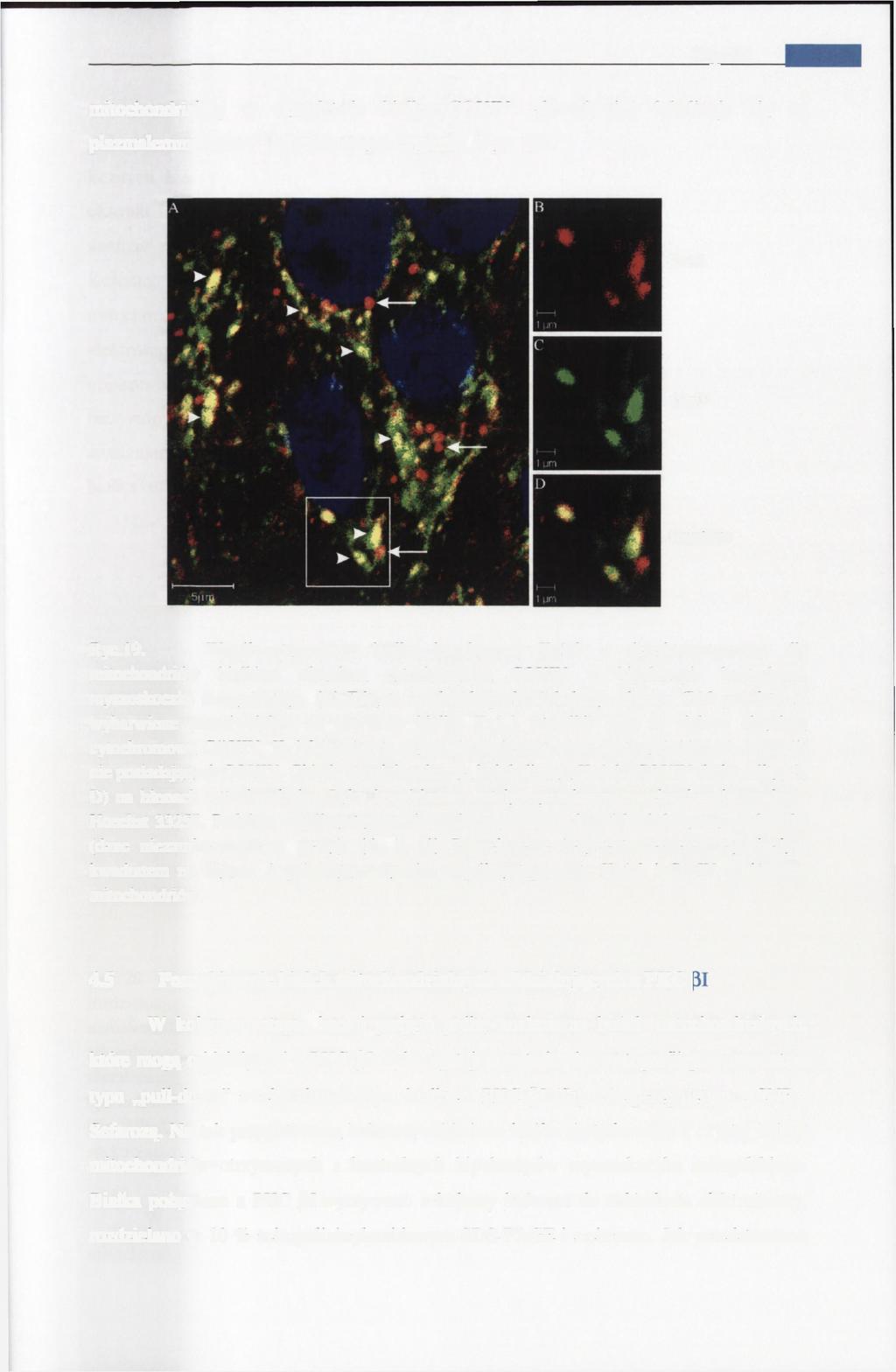 Wyniki 60 mitochondrialnej w sąsiedztwie białka COXIV, ale również lokalizuje się na plazmalemmie oraz na błonach innych organelli (Ryc. 19). Kvl.3 CoxIV Nałożenie Ryc. 19. Współwystępowanie białka kanałowego Kvl.