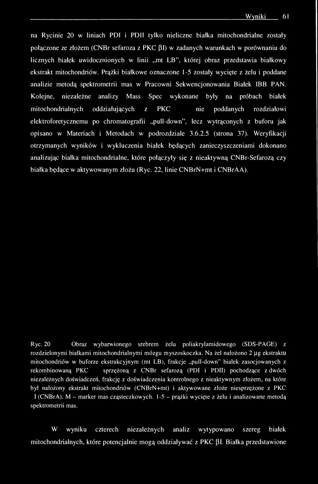 Prążki białkowe oznaczone 1-5 zostały wycięte z żelu i poddane analizie metodą spektrometrii mas w Pracowni Sekwencjonowania Białek IBB PAN.