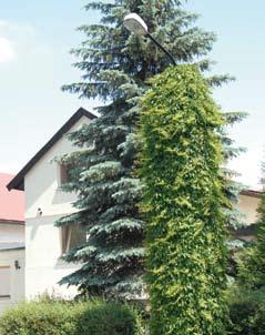petiolaris), przywarka japońska (Schizophragma hydrangeoides), trzmielina Fortune a (Euonymus fortunei) czy milin (Campsis). Pnącza mające wijące się pędy np.
