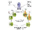 ka transkrypcyjnego NFκB przez czynnik martwicy nowotworu (TNF-α) został szczegółowo opisany w Postępach Biochemii [2].