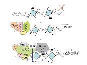 Koaktywatory przyłączane przez NFκB regulują transkrypcję przez integrację sygnałów i modyfikację struktury chromatyny Jedną z głównych modyfikacji chromatyny pozwalających na specyficzną ekspresję