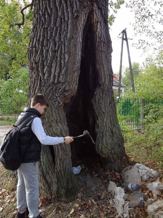 Fot. 16 Nasada pnia drzewa i rozległa dziupla Dąb szypułkowy (Quercus robur), nr 10 Dąb ma bardzo dobra żywotność. Na pniu widoczne są ślady po obciętych konarach.