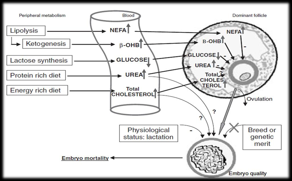 Metabolizm tkanek Krew Pęcherzyk dominujący Owulacja Laktacja Śmiertelność zarodków Jakość zarodków The