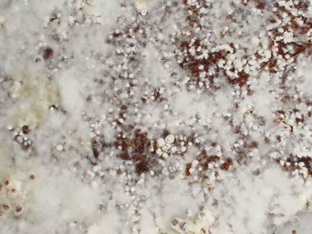 spodzie).