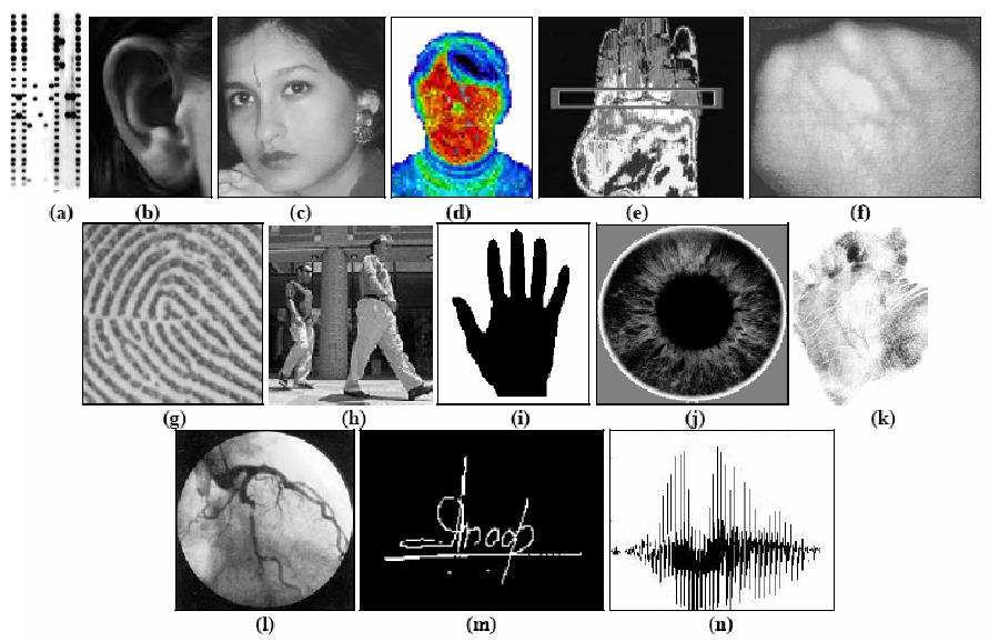 Uwierzytelnianie Uwierzytelnianie biometryczne (a) klucz DNA (b) małżowina uszna (c) geometria twarzy (d) termogram twarzy (e) termogram dłoni (f) obraz żył