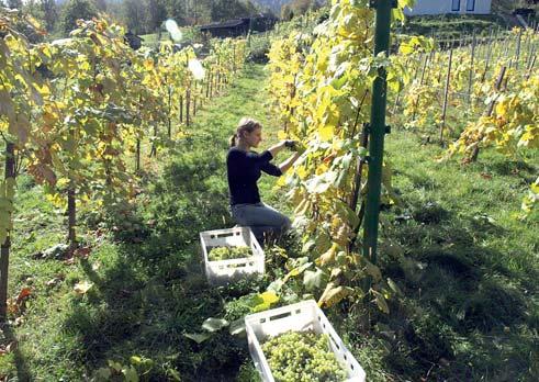 Odnowa i rozwój wsi; oraz innych projektów zwanych Małymi projektami, które nie kwalifikują się do wsparcia w ramach działań osi 3, ale przyczyniają się do osiągnięcia celów tej osi, tj.